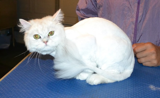 Harvey is a Chinchilla. He had his fur shaved down, nails clipped and ears cleaned. — at Kylies Cat Grooming Services.