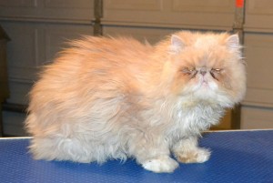 Winthorpe is a Chinchilla Persian. He had his matted fur shaved off, nails clipped, ears and eyes cleaned and a wash n blow dry. — at Kylies Cat Grooming Services.