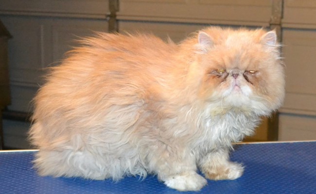 Winthorpe is a Chinchilla Persian. He had his matted fur shaved off, nails clipped, ears and eyes cleaned and a wash n blow dry. — at Kylies Cat Grooming Services.