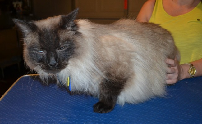 Cookie is a Ragdoll. He had his fur shaved down, nails clipped and ears cleaned. — at Kylies Cat Grooming Services.