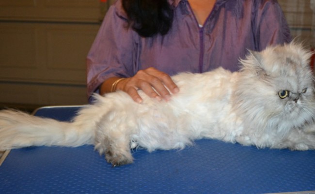 Chakra is a Chinchilla Persian. She had her fur shaved down, nails clipped and ears cleaned. — at Kylies Cat Grooming Services.