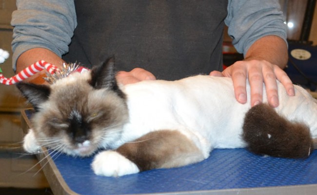 Maddy is a Ragdoll. She had her fur shaved down, nails clipped and ears cleaned. — at Kylies Cat Grooming Services.