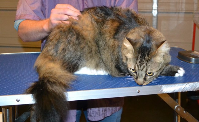 Bayag is a Medium Hair Domestic. He had his fur shaved down, nails clipped and ears cleaned. — at Kylies Cat Grooming Services.