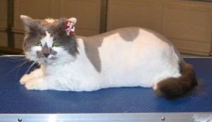 Yoshi is a Long hair Domestic. She had her matted for shaved off, nails clipped, ears cleaned and a wash n blow dry. — at Kylies Cat Grooming Services.