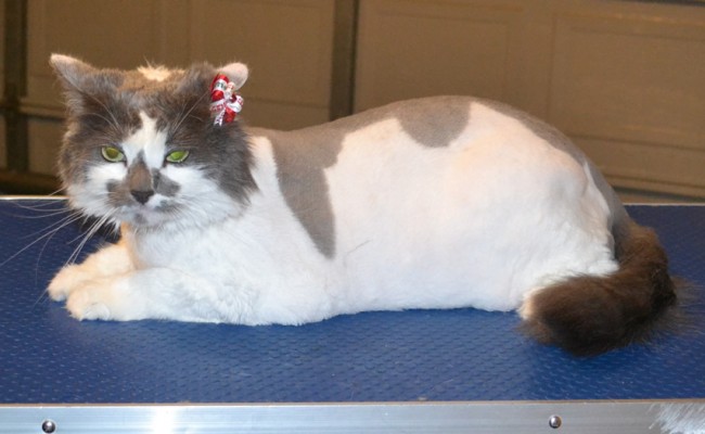 Yoshi is a Long hair Domestic. She had her matted for shaved off, nails clipped, ears cleaned and a wash n blow dry. — at Kylies Cat Grooming Services.
