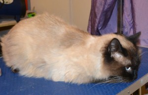 Winston is a Ragdoll. He had his fur shaved down, nails clipped and ears cleaned. — at Kylies Cat Grooming Services.