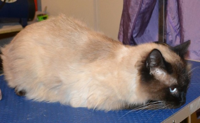 Winston is a Ragdoll. He had his fur shaved down, nails clipped and ears cleaned. — at Kylies Cat Grooming Services.