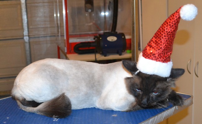 Cookie is a Ragdoll. He had his fur shaved down, nails clipped and ears cleaned. — at Kylies Cat Grooming Services.