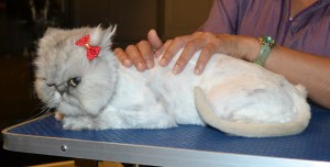 Chakra is a Chinchilla Persian. She had her fur shaved down, nails clipped and ears cleaned. — at Kylies Cat Grooming Services.