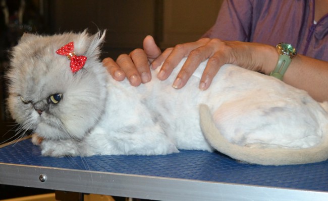 Chakra is a Chinchilla Persian. She had her fur shaved down, nails clipped and ears cleaned. — at Kylies Cat Grooming Services.