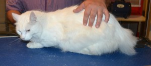 Chanel is a Turkish Angora. He had his fur shaved down, nails clipped and ears cleaned. — at Kylies Cat Grooming Services.