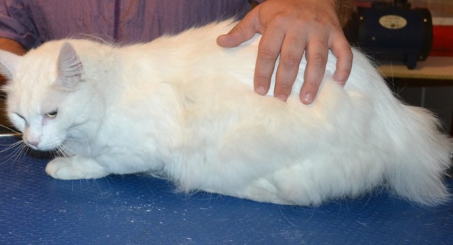 Chanel is a Turkish Angora. He had his fur shaved down, nails clipped and ears cleaned. — at Kylies Cat Grooming Services.