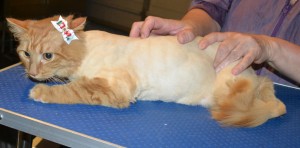 Heidi is a Norweigen Forest Cat. She had her fur shaved down, nails clipped, ears cleaned, front Softpaws and a wash n blow dry. — at Kylies Cat Grooming Services
