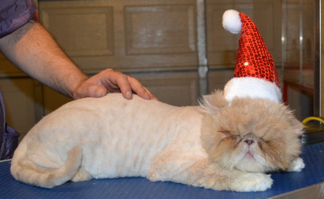 Winthorpe is a Chinchilla Persian. He had his matted fur shaved off, nails clipped, ears and eyes cleaned and a wash n blow dry. — at Kylies Cat Grooming Services.