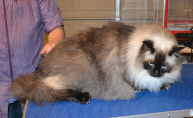 Leo is a Massive Ragdoll. He had his fur shaved down, and nails clipped. He was a crazy scary mean boy! — at Kylies Cat Grooming Services.