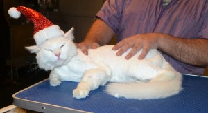 Chanel is a Turkish Angora. He had his fur shaved down, nails clipped and ears cleaned. — at Kylies Cat Grooming Services.
