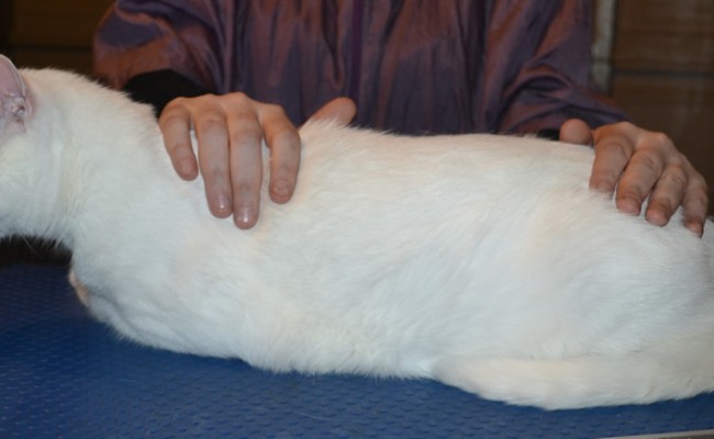Eddie is a Short hair Domestic. He had his fur shaved down, nails clipped, ears cleaned and Pink Softpaw nail caps. . — at Kylies Cat Grooming Services.