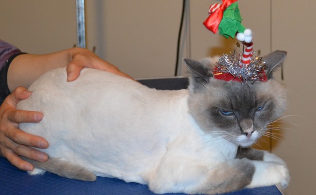 Wallace is a Ragdoll. He had his Fur shaved down, nails clipped and ears cleaned. — at Kylies Cat Grooming Services.