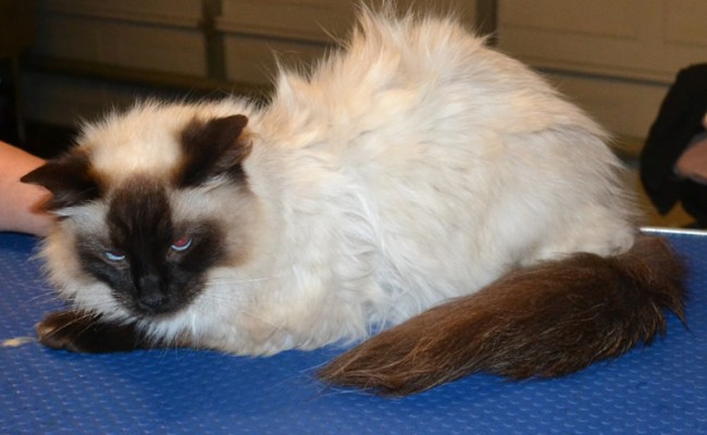 Montgomery is a Ragdoll. He had his fur shaved down, nails clipped, ears cleaned and a wash n blow dry. — at Kylies Cat Grooming Services.