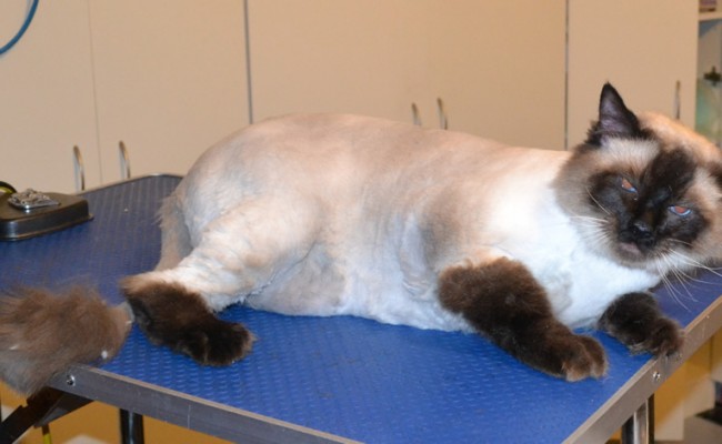 Leo is a Massive Ragdoll. He had his fur shaved down, and nails clipped. He was a crazy scary mean boy! — at Kylies Cat Grooming Services.