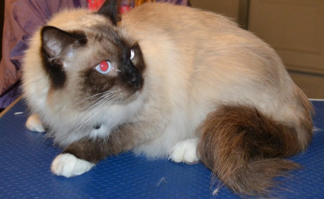 Charlie is a Ragdoll. He had his Fur shaved down, nails clipped and ears cleaned. — at Kylies Cat Grooming Services.