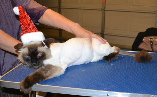 Montgomery is a Ragdoll. He had his fur shaved down, nails clipped, ears cleaned and a wash n blow dry. — at Kylies Cat Grooming Services.