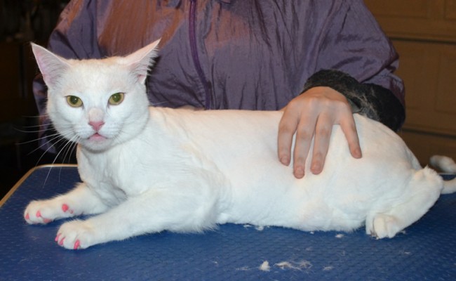 Eddie is a Short hair Domestic. He had his fur shaved down, nails clipped, ears cleaned and Pink Softpaw nail caps. . — at Kylies Cat Grooming Services.