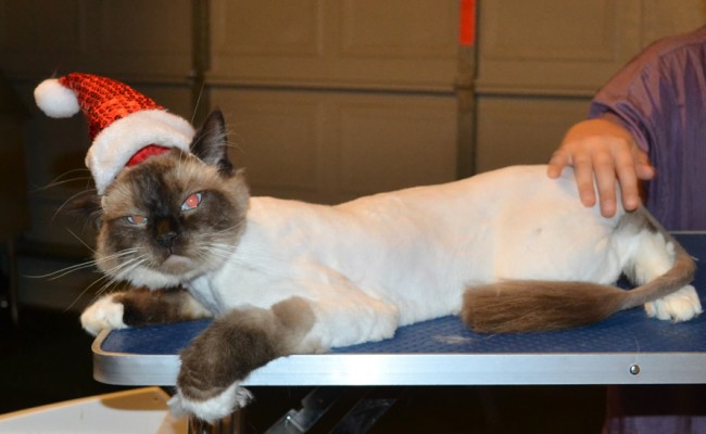 Charlie is a Ragdoll. He had his Fur shaved down, nails clipped and ears cleaned. — at Kylies Cat Grooming Services.