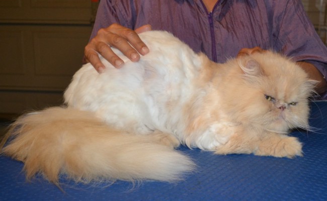 Carla is a Persian. She had her fur shaved down, nails clipped and ears cleaned. — at Kylies Cat Grooming Services.