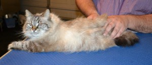 Pamuk is a Siberian. She had her fur shaved down, nails clipped, ears cleaned and a wash n blow dry. — at Kylies Cat Grooming Services.