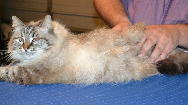 Pamuk is a Siberian. She had her fur shaved down, nails clipped, ears cleaned and a wash n blow dry. — at Kylies Cat Grooming Services.