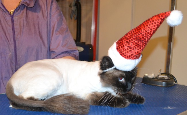 Winston is a Ragdoll. He had his fur shaved down, nails clipped and ears cleaned. — at Kylies Cat Grooming Services.