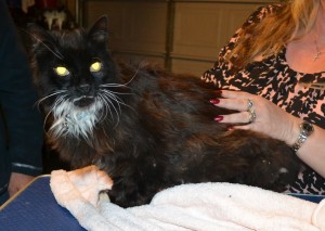 Big Meow is a 14 yr old Long Hair Domestic. He had his matted fur shaved down, nails clipped and ears cleaned. — at Kylies Cat Grooming Services.