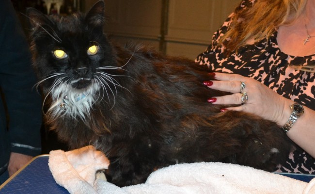 Big Meow is a 14 yr old Long Hair Domestic. He had his matted fur shaved down, nails clipped and ears cleaned. — at Kylies Cat Grooming Services.