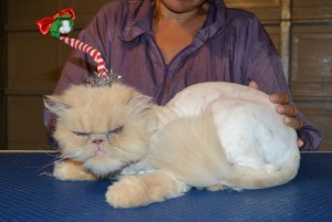 Carla is a Persian. She had her fur shaved down, nails clipped and ears cleaned. — at Kylies Cat Grooming Services.