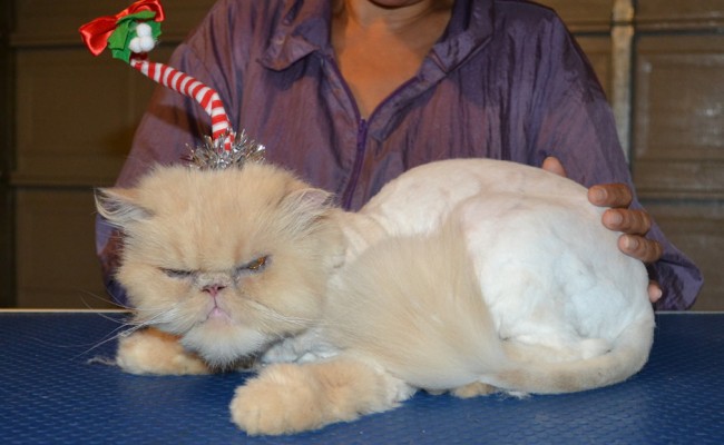 Carla is a Persian. She had her fur shaved down, nails clipped and ears cleaned. — at Kylies Cat Grooming Services.