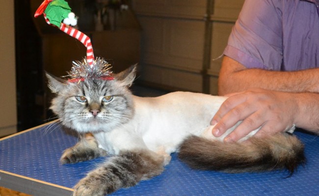 Pamuk is a Siberian. She had her fur shaved down, nails clipped, ears cleaned and a wash n blow dry. — at Kylies Cat Grooming Services.