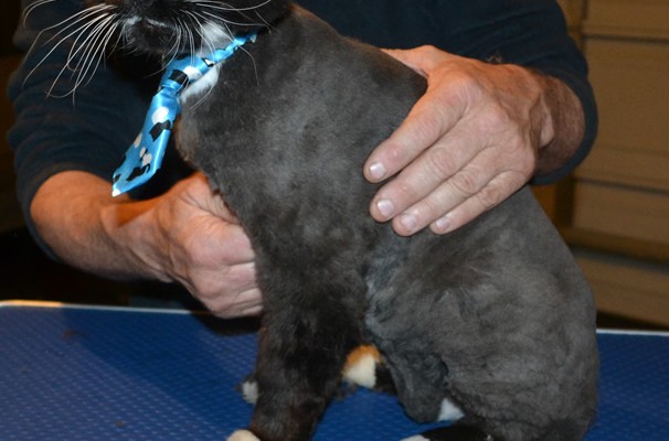 Big Meow is a 14 yr old Long Hair Domestic. He had his matted fur shaved down, nails clipped and ears cleaned. — at Kylies Cat Grooming Services.