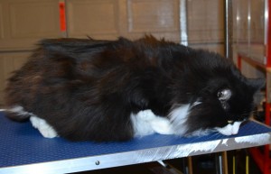Ginx is a Long Hair Domestic. She had her fur shaved down, nails clipped and ears cleaned. — at Kylies Cat Grooming Services.