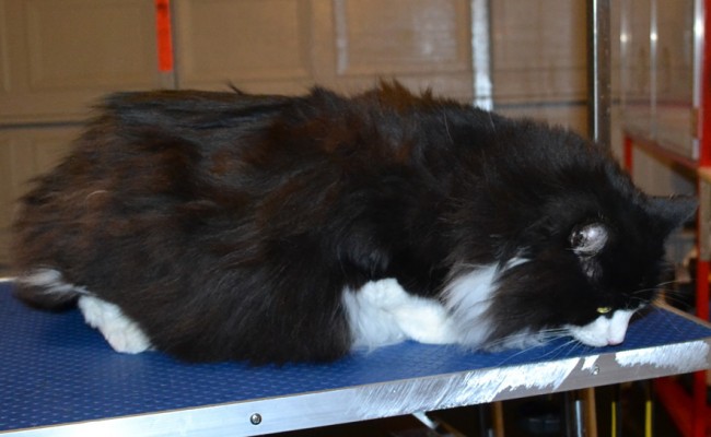 Ginx is a Long Hair Domestic. She had her fur shaved down, nails clipped and ears cleaned. — at Kylies Cat Grooming Services.