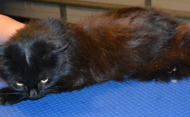 Angus is a Long Hair Scottish Fold. He had his fur shaved down, nails clipped, ears cleaned and a wash n blow dry. — at Kylies Cat Grooming Services.