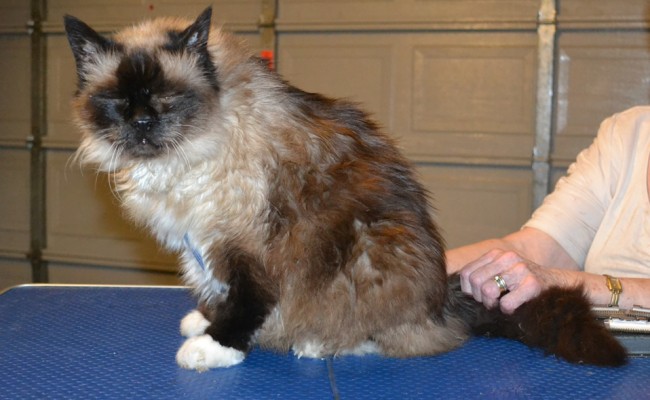 Snowy is a 18 yr old Burman. He had a comb clip, nails clipped and ears cleaned. — at Kylies Cat Grooming Services.
