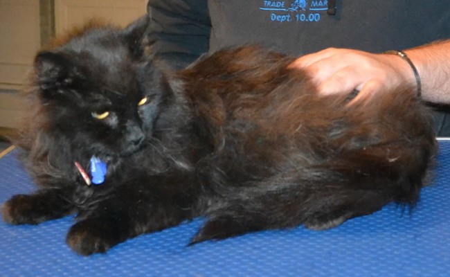 Black Betty is a 10 yr old Long Hair Domestic. She is a foster cat from Forever Friends Animal Rescue . She had her matted fur shaved down, nails clipped, ears cleaned and a wash n blow dry. — at Kylies Cat Grooming Services.