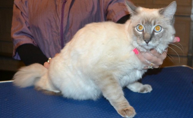 Onyx is a Ragdoll. He had his fur shaved down, nails clipped, ears cleaned and Blue Softpaw nail caps. — at Kylies Cat Grooming Services.