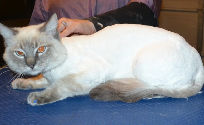Onyx is a Ragdoll. He had his fur shaved down, nails clipped, ears cleaned and Blue Softpaw nail caps. — at Kylies Cat Grooming Services.