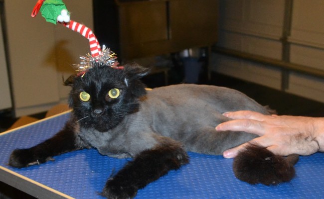 Angus is a Long Hair Scottish Fold. He had his fur shaved down, nails clipped, ears cleaned and a wash n blow dry. — at Kylies Cat Grooming Services.