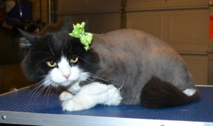 Ginx is a Long Hair Domestic. She had her fur shaved down, nails clipped and ears cleaned. — at Kylies Cat Grooming Services.