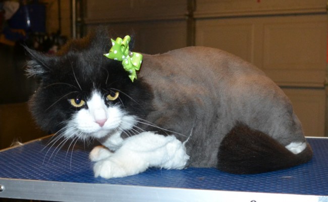 Ginx is a Long Hair Domestic. She had her fur shaved down, nails clipped and ears cleaned. — at Kylies Cat Grooming Services.