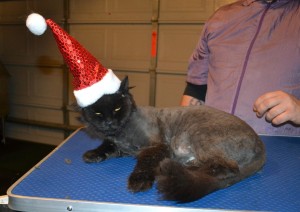 Black Betty is a 10 yr old Long Hair Domestic. She is a foster cat from Forever Friends Animal Rescue . She had her matted fur shaved down, nails clipped, ears cleaned and a wash n blow dry. — at Kylies Cat Grooming Services.