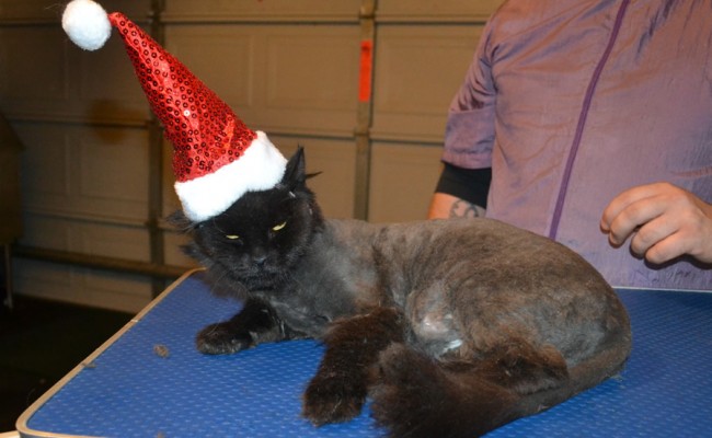 Black Betty is a 10 yr old Long Hair Domestic. She is a foster cat from Forever Friends Animal Rescue . She had her matted fur shaved down, nails clipped, ears cleaned and a wash n blow dry. — at Kylies Cat Grooming Services.